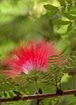 Flowering Tree